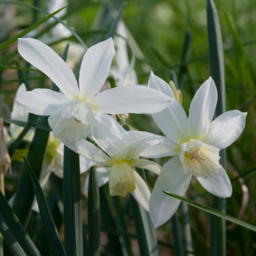 Mini Daffodil Bulbs - Thalia